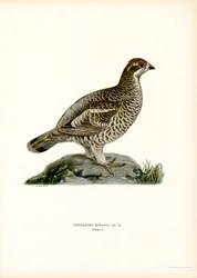 Hazel Grouse (litografía en color)