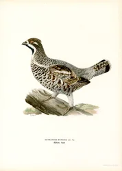Hazel Grouse (litografía en color)