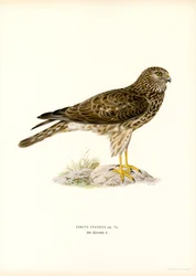 Aguilucho pálido (litografía en color)