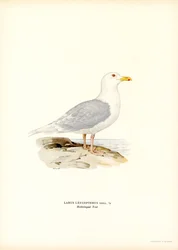 Gaviota de Islandia (litografía en color)