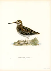 Jack Snipe (litografía en color)