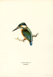 Kingfisher (litografía en color)