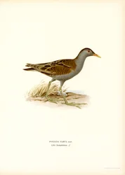 Little Crake (litografía en color)