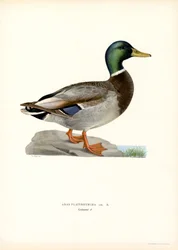 Pato azulón (litografía en color)