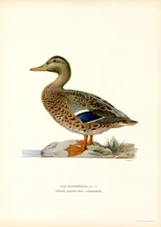 Pato azulón (litografía en color)