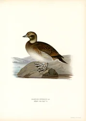 Pato Oldsquaw (litografía en color)