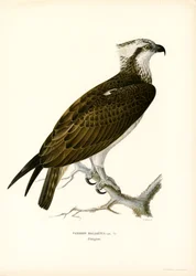 Águila pescadora (litografía en color)