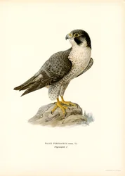 Halcón peregrino (litografía en color)