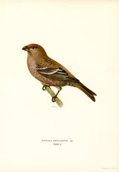 Camachuelo de pino (litografía en color)