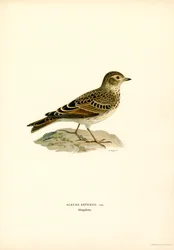 Skylark (litografía en color)