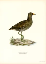 Cangrejo moteado (litografía en color)