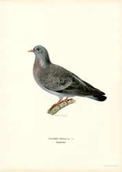 Stock Dove (litografía en color)