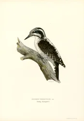 Pájaro carpintero de tres dedos (litografía en color)