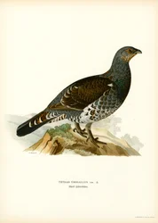 Urogallo occidental (litografía en color)