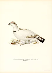 Urogallo occidental x lagópodo de los sauces
