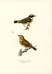 Whinchat (litografía en color)
