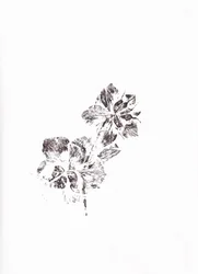 Impresiones florales abstractas