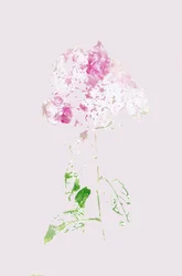 Resumen: Flor rosa