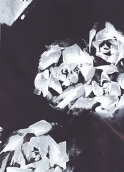 Estampado floral blanco abstracto