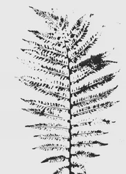 Silueta de Black Fern
