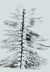 Black Ink Fern
