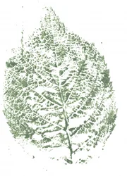 Estampado botánico de hojas