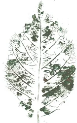 Estampado botánico de hojas
