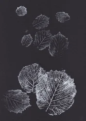 Láminas botánicas de hojas