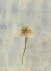 Delicada flor prensada