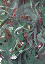 Abstracto verde fluido