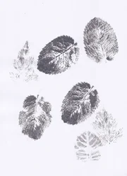 Huellas de hojas de menta