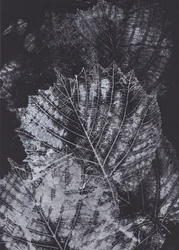 Estudio monocromo de una hoja