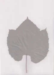Estudio de hojas en tonos apagados