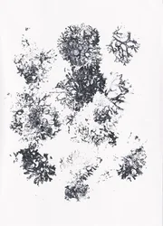 Formas botánicas orgánicas