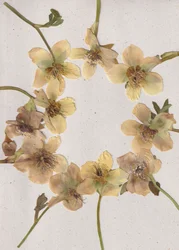 Corona de flores prensadas