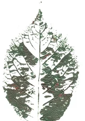 Hoja verde con textura