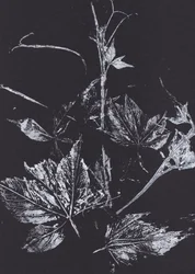 Hojas blancas sobre negro