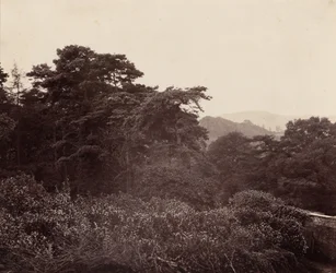 Estudio de follaje,c. 1863 (foto)