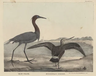 Grulla azul, Aguatero de Hudson, litografía por Childs e Inman, de 