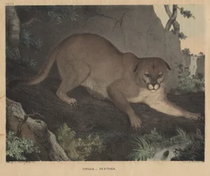 Puma o Pantera, de 