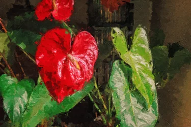 Anthurium rojo grande en forma de corazón