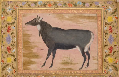 Estudio de un Nilgai Blue Bull, Folio del Álbum de Shah Jahan, verso: ca. 1620, recto: ca. 1540