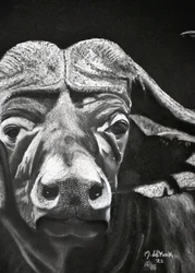 Búfalo