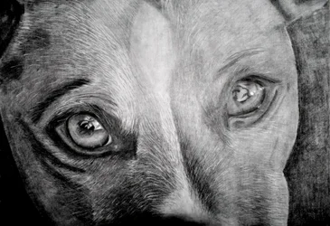 La mirada conmovedora de un perro