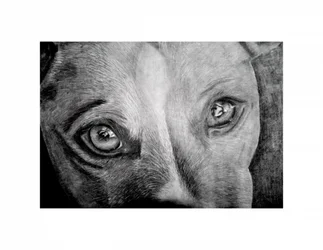 Ojos de perro llenos de emoción