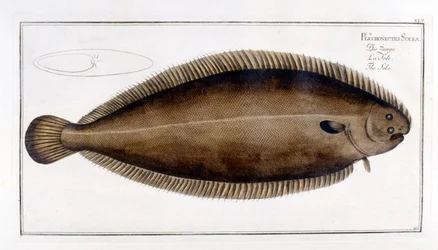 Placa de historia natural: La Sole según Marc Elieser Bloch Ichtyologie París - Berlín - Londres 1787.