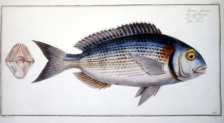 Placa de Historia Natural: El Beso de Marc Elieser Bloch Ichtyologie París - Berlín - Londres 1787.