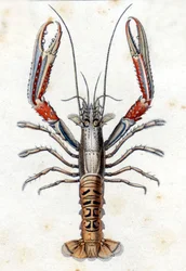 Placa de Historia Natural: El langostino según Marc Elieser Bloch Ichtyologie París - Berlín - Londres 1787.