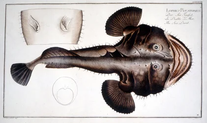 Placa de historia natural: La Lotte d