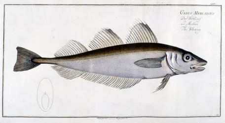 Tablero de historia natural: La pescadilla según Marc Elieser Bloch Ichtyologie París - Berlín - Londres 1787.